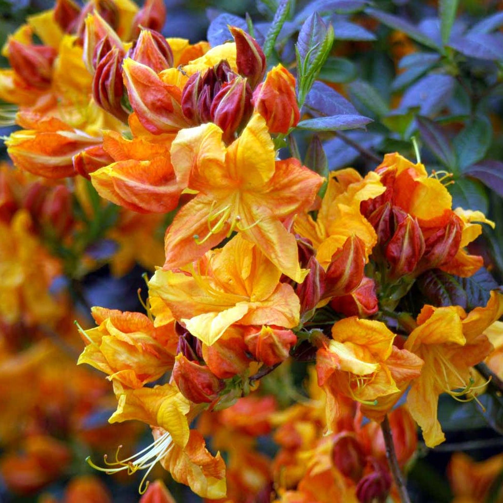 Azalija (Azalea) 'Klondyke' – Gitanos medeliai