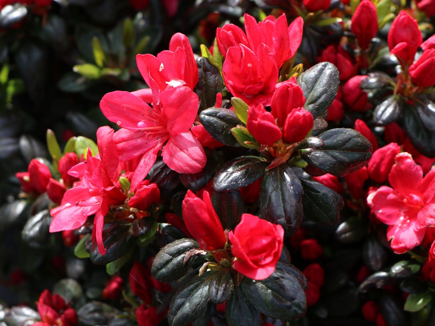aleaページ Azalija japoninė (Azalea japonica) 'Maruschka' – Gitanos medeliai