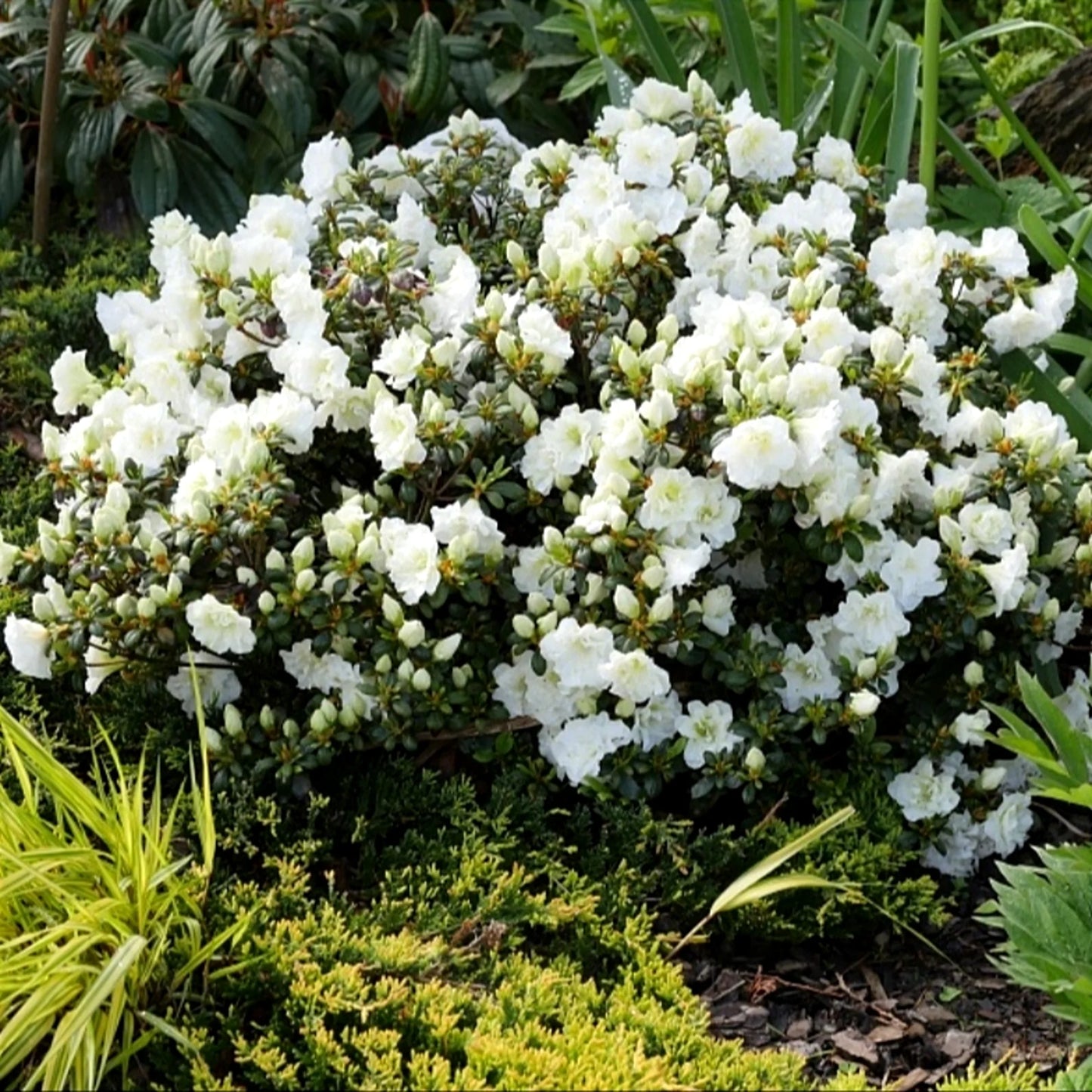 Azalija japoninė (Azalea japonica) 'Schneeperle'