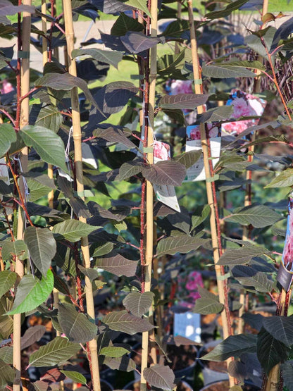 Vyšnia smailiadantė (Prunus serrulata) 'Royal Burgundy'