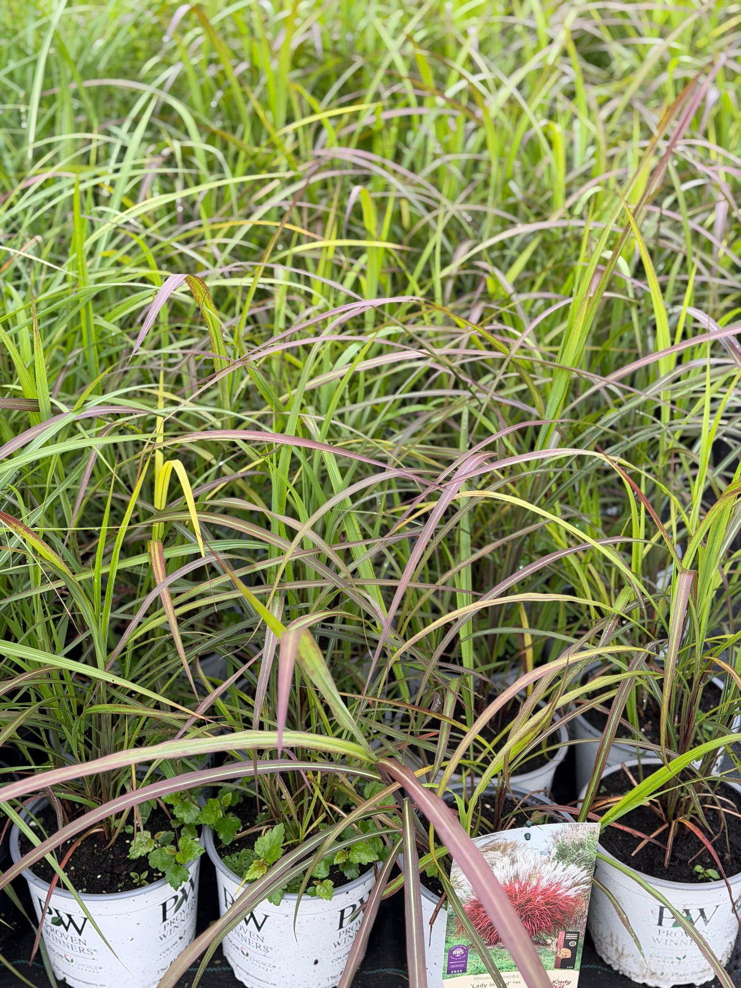 Miskantas kininis (Miscanthus sinensis) 'Lady in Red'