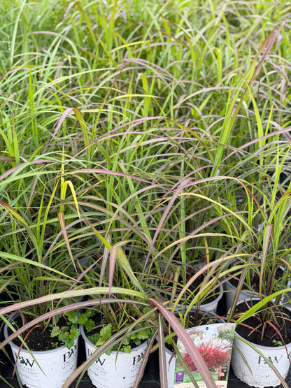 Miskantas kininis (Miscanthus sinensis) 'Lady in Red'
