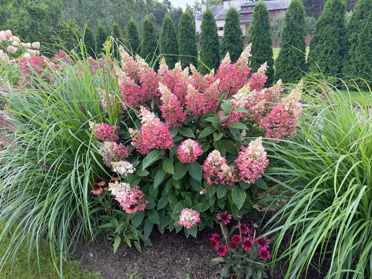 Šluotelinė hortenzija (Hydrangea paniculata) 'Pinky Winky'