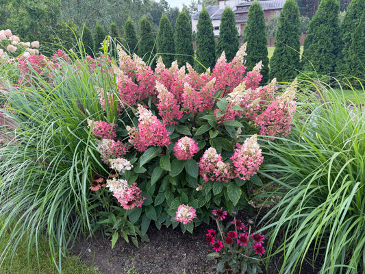 Šluotelinė hortenzija (Hydrangea paniculata) 'Pinky Winky'
