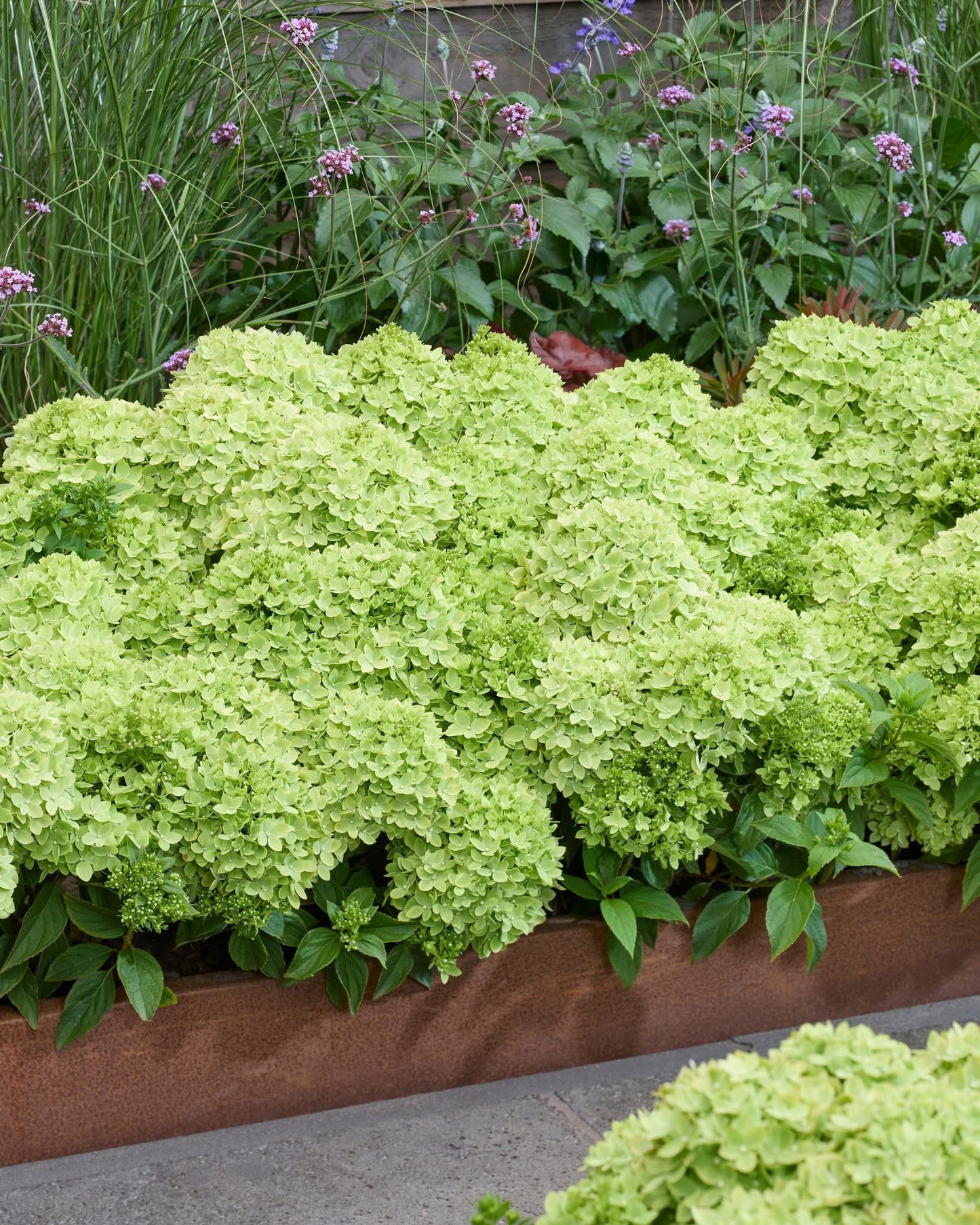 Hortenzija šluotelinė (Hydrangea paniculata) Groundbreaker 'Greeny'