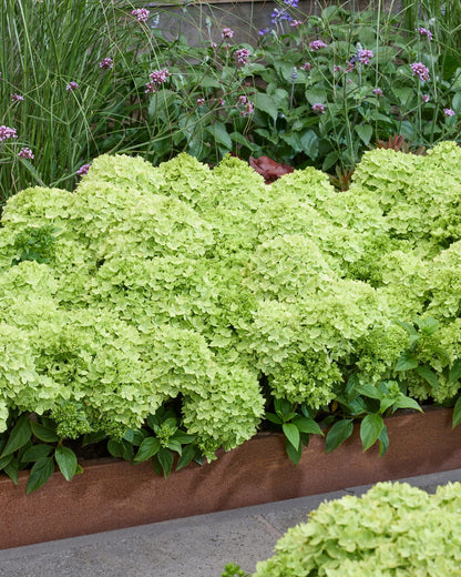 Hortenzija šluotelinė (Hydrangea paniculata) Groundbreaker 'Greeny'