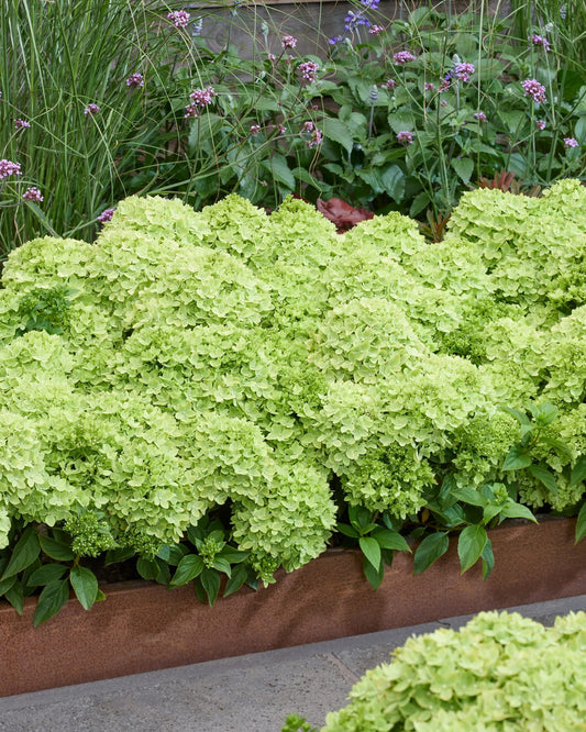 Hortenzija šluotelinė (Hydrangea paniculata) Groundbreaker 'Greeny'
