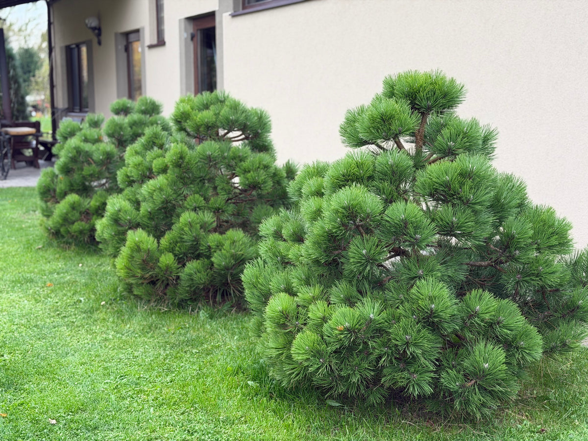 Pušis juodoji (Pinus nigra) 'Helga'