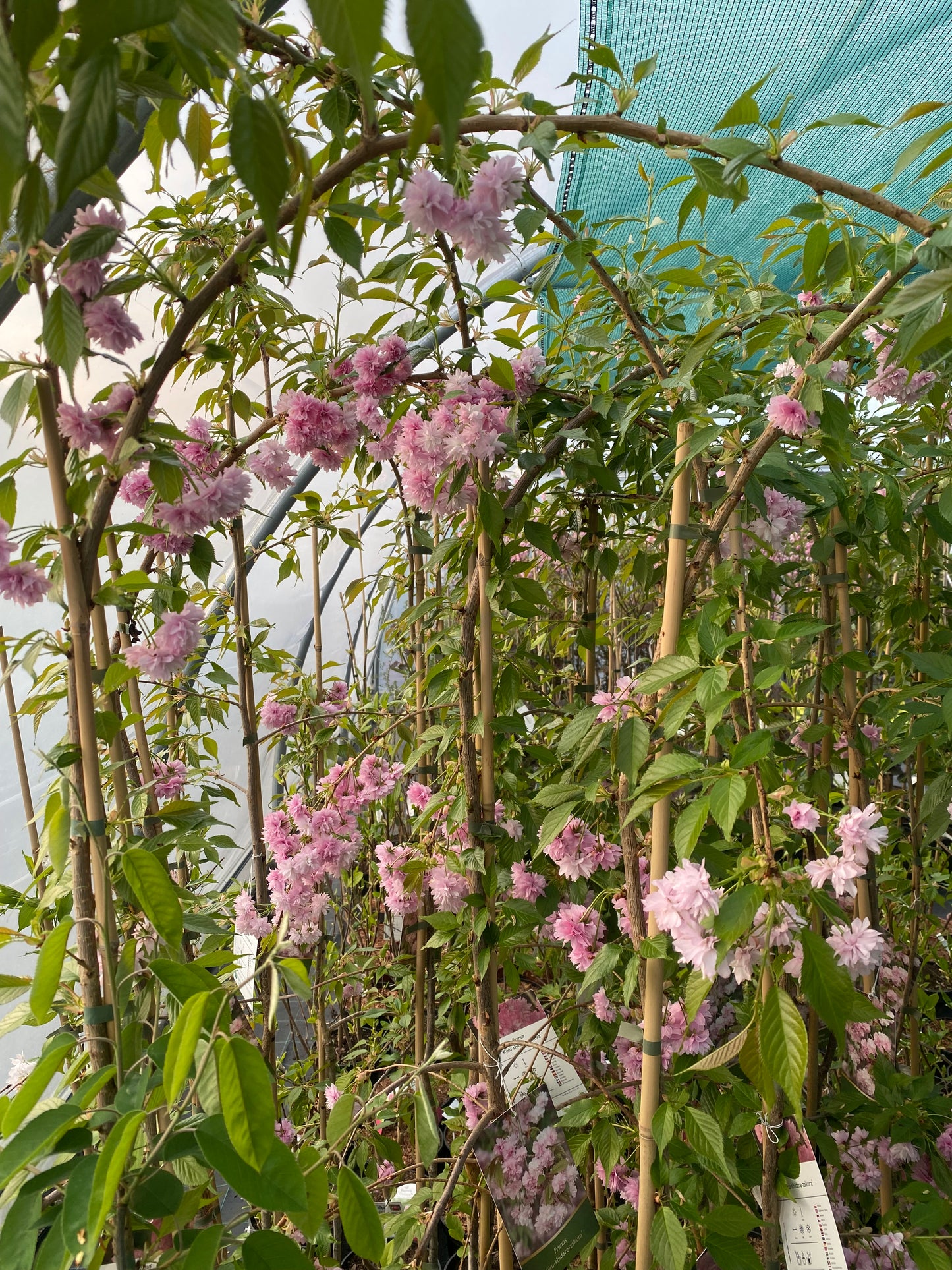 Vyšnia dekoratyvinė (Prunus) 'Kiku-shidare-zakura'