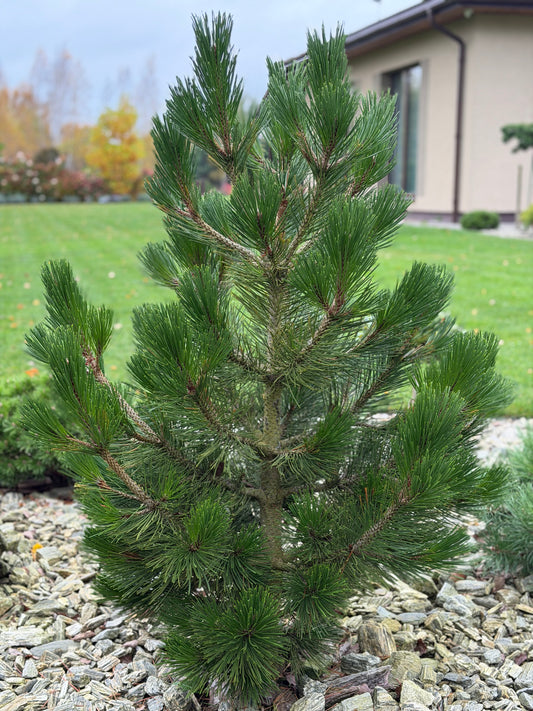 Pušis baltažievė (Pinus leucodermis) 'Little Dracula'