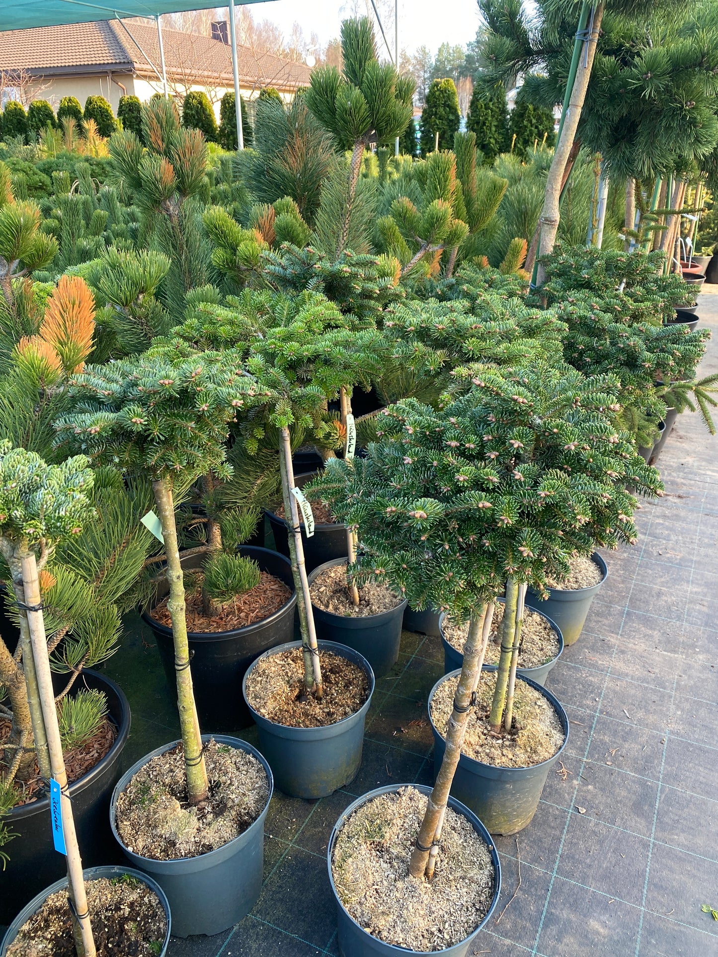 Kėnis korėjinis (Abies koreana) 'Munsterland' Pa