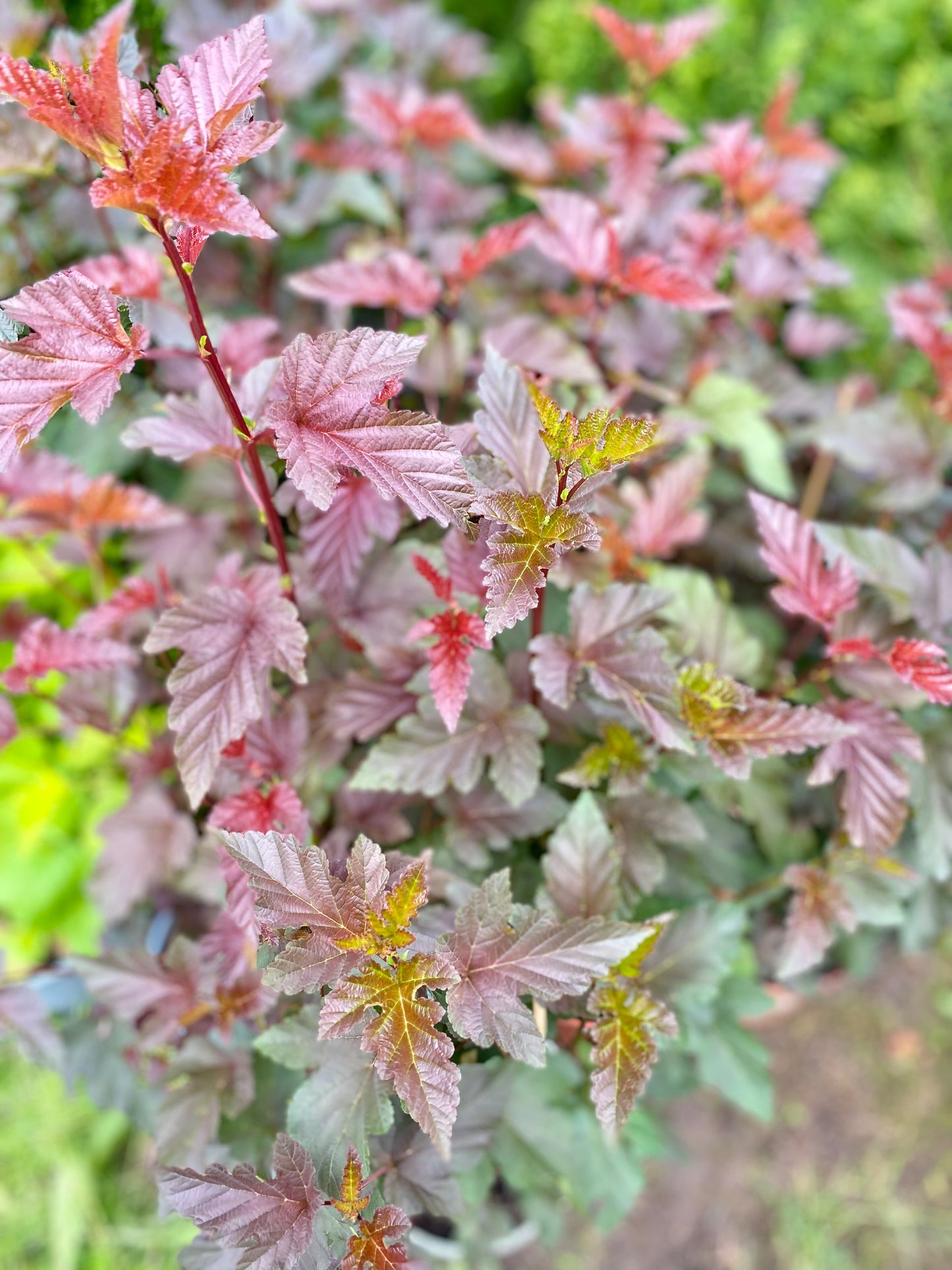Pūslenis putinalapis (Physocarpus opulifolius) 'Lady in Red'