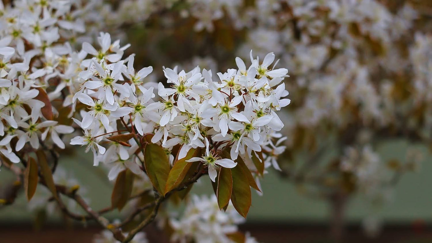 Medlieva lamarko (Amelanchier lamarckii)
