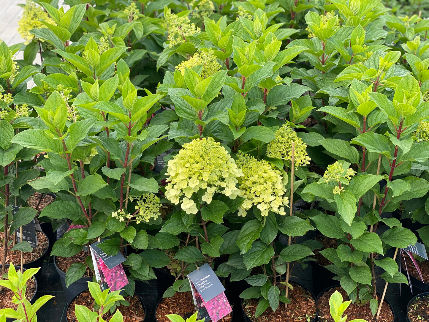 Hortenzija šluotelinė (Hydrangea paniculata) Living 'Red Velvet'