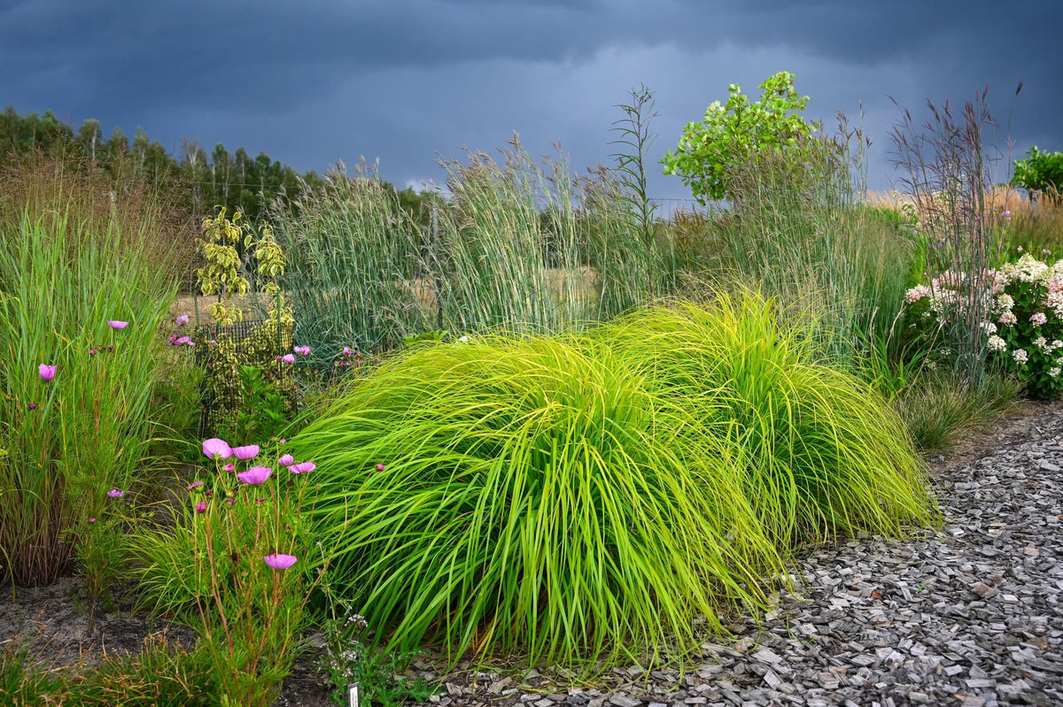 Soruolė pašiaušėlinė (Pennisetum alopecuroides) 'Sol'