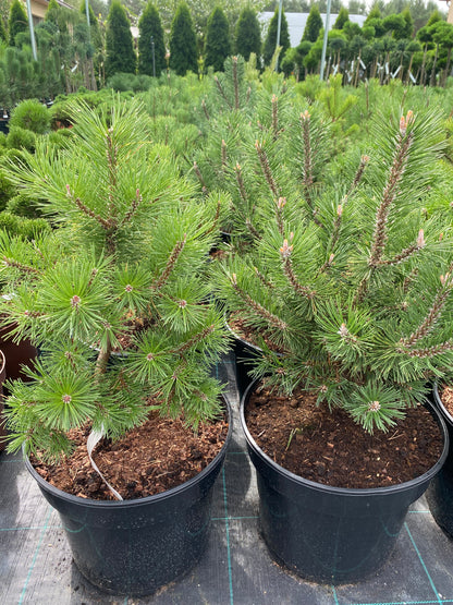 Pušis kalninė (Pinus mugo) 'Amber Gold'