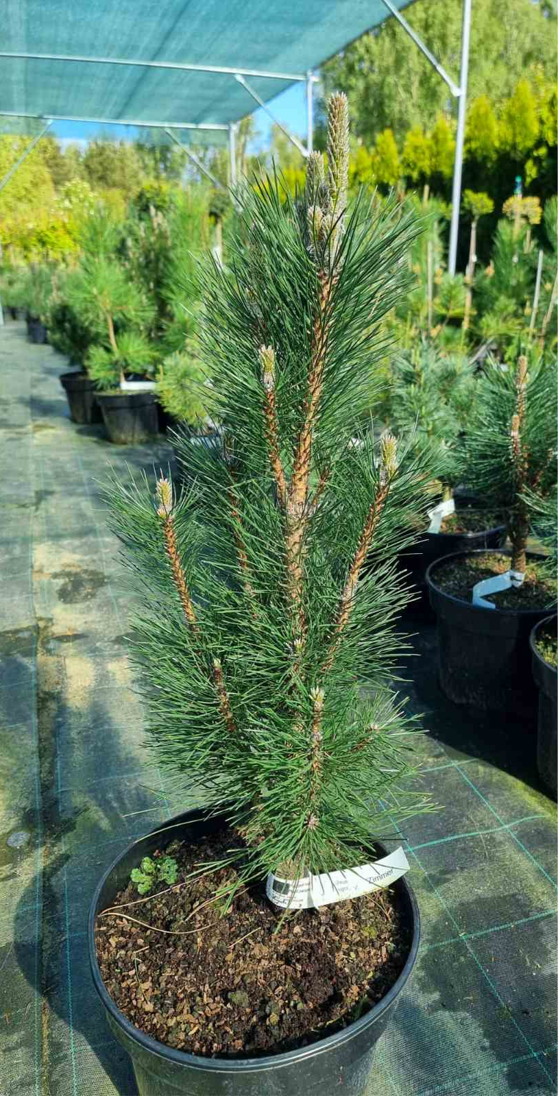Pušis juodoji (Pinus nigra) 'Zimmer'