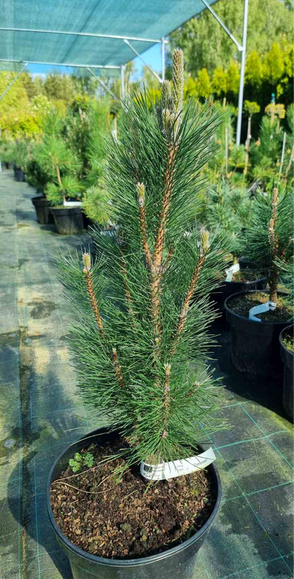 Pušis juodoji (Pinus nigra) 'Zimmer'