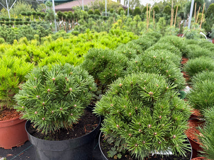 Pušis kalninė (Pinus mugo) 'Benjamin'