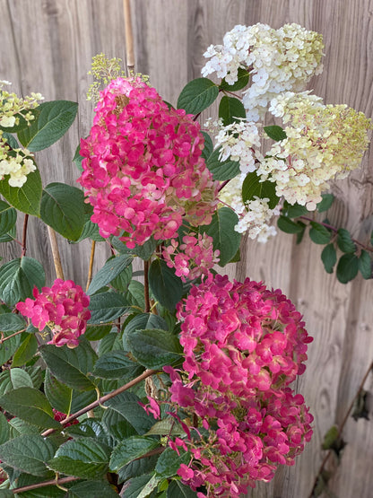Stiebinė hortenzija šluotelinė (Hydrangea paniculata) Framboisine 'Rensam' Pa (SAMARSKAYA LIDIJA)