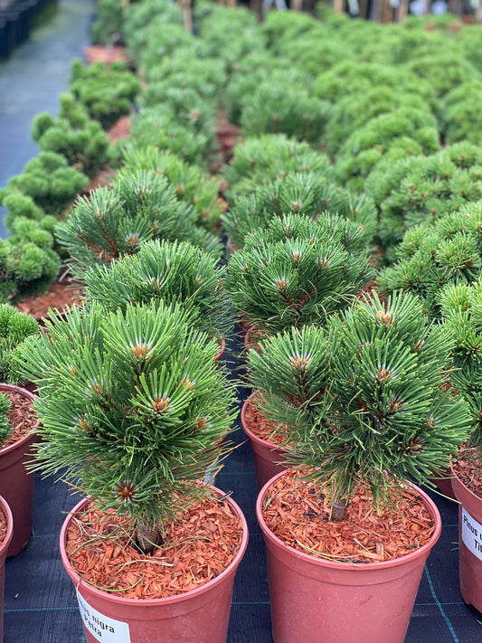 Pušis juodoji (Pinus nigra) 'Petra'