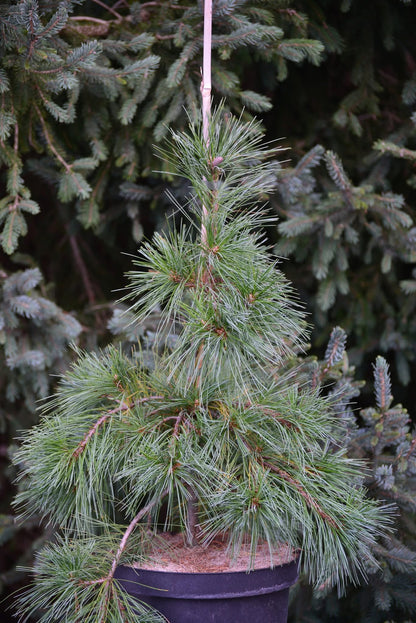 Pušis veimutinė (Pinus strobus) 'Niagara Falls'
