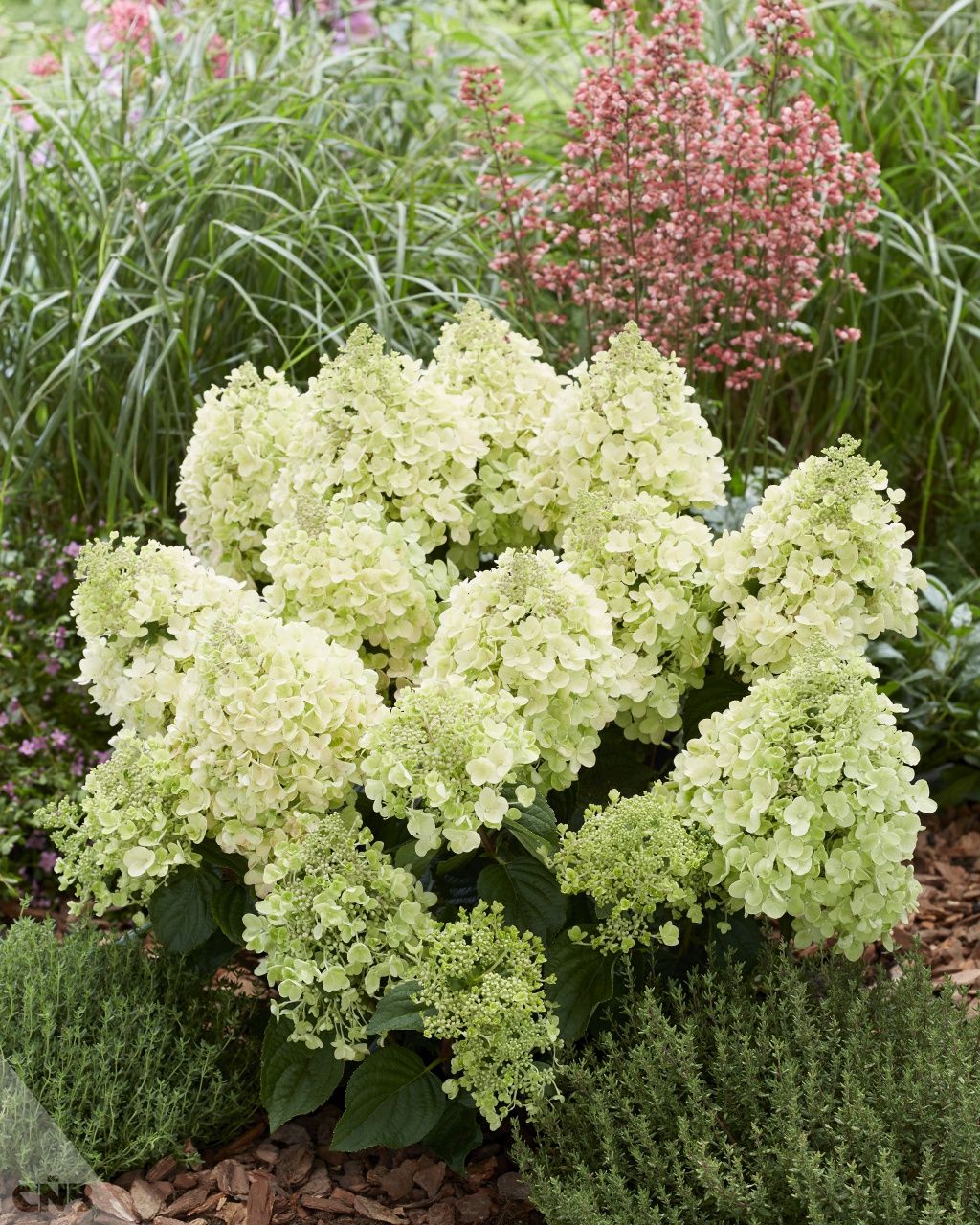 Hortenzija šluotelinė (Hydrangea paniculata) 'Bee Happy'
