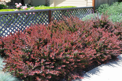 Raugerškis tunbergo (Berberis thunbergii) 'Atropurpurea Nana'