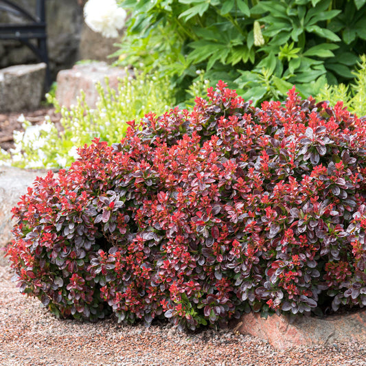 Raugerškis tunbergo (Berberis thunbergii) 'Bagatelle'