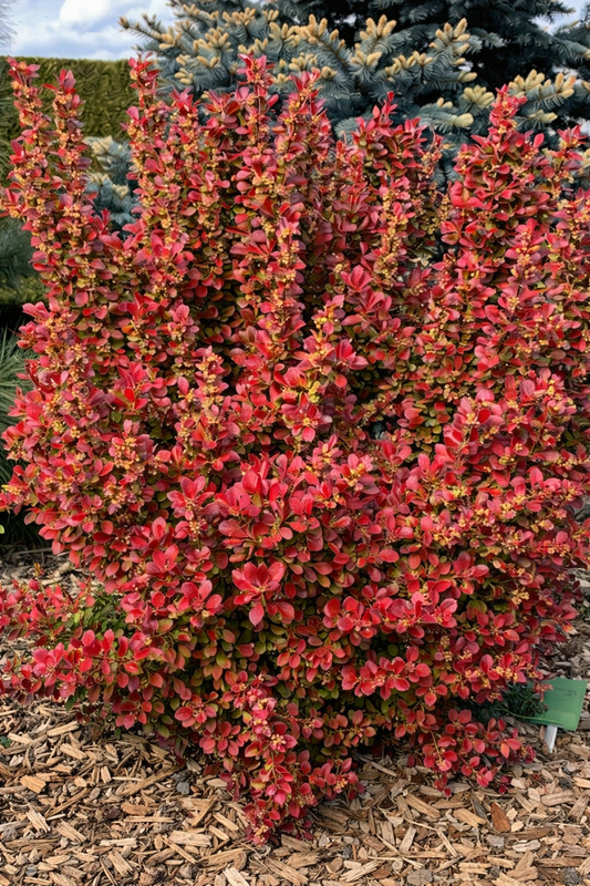 Raugerškis tunbergo (Berberis thunbergii) 'Florence'