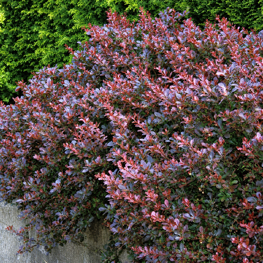 Raugerškis tunbergo (Berberis thunbergii) 'Atropurpurea Nana'