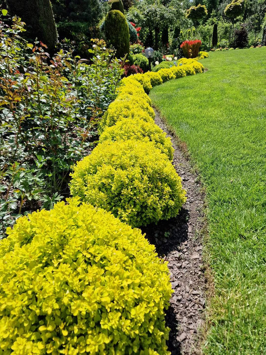 Raugerškis tunbergo (Berberis thunbergii) 'Golden Zwerg'