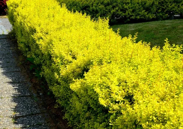 Raugerškis tunbergo (Berberis thunbergii) 'Golden Zwerg'