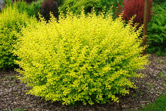 Raugerškis tunbergo (Berberis thunbergii) 'Maria'
