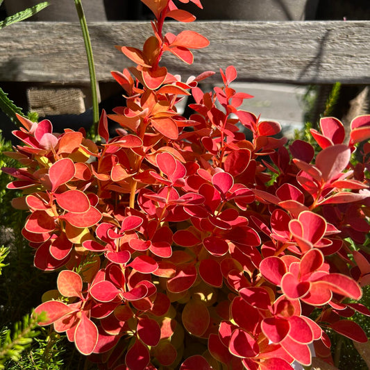 Raugerškis tunbergo (Berberis thunbergii) 'Orange Ice'