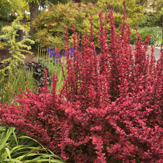 Raugerškis tunbergo (Berberis thunbergii) 'Red Rocket'