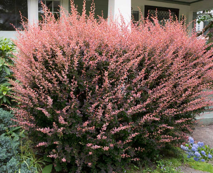 Raugerškis tunbergo (Berberis thunbergii) 'Rose Glow'