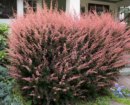 Raugerškis tunbergo (Berberis thunbergii) 'Rose Glow'