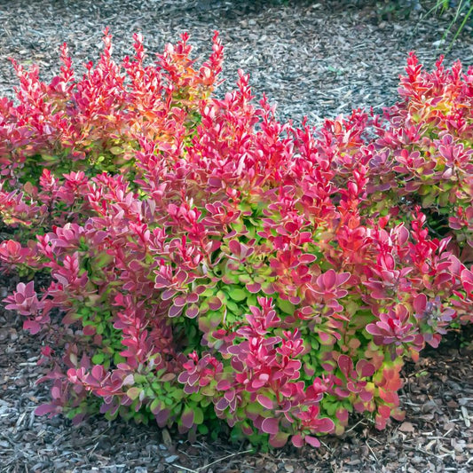 Raugerškis tunbergo (Berberis thunbergii) 'Ruby Star'