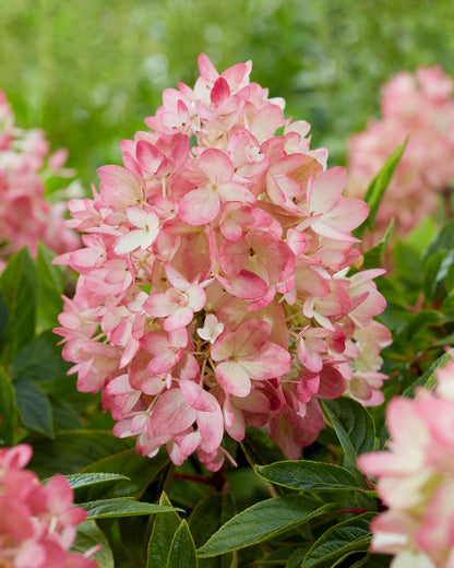Hortenzija šluotelinė (Hydrangea paniculata) Groundbreaker 'Blush'