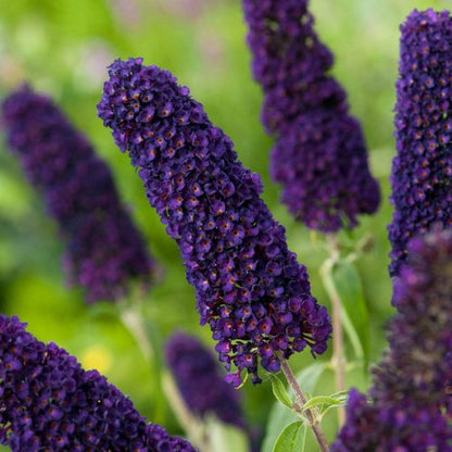 Budlėja Davido (Buddleja davidii) 'African Queen'