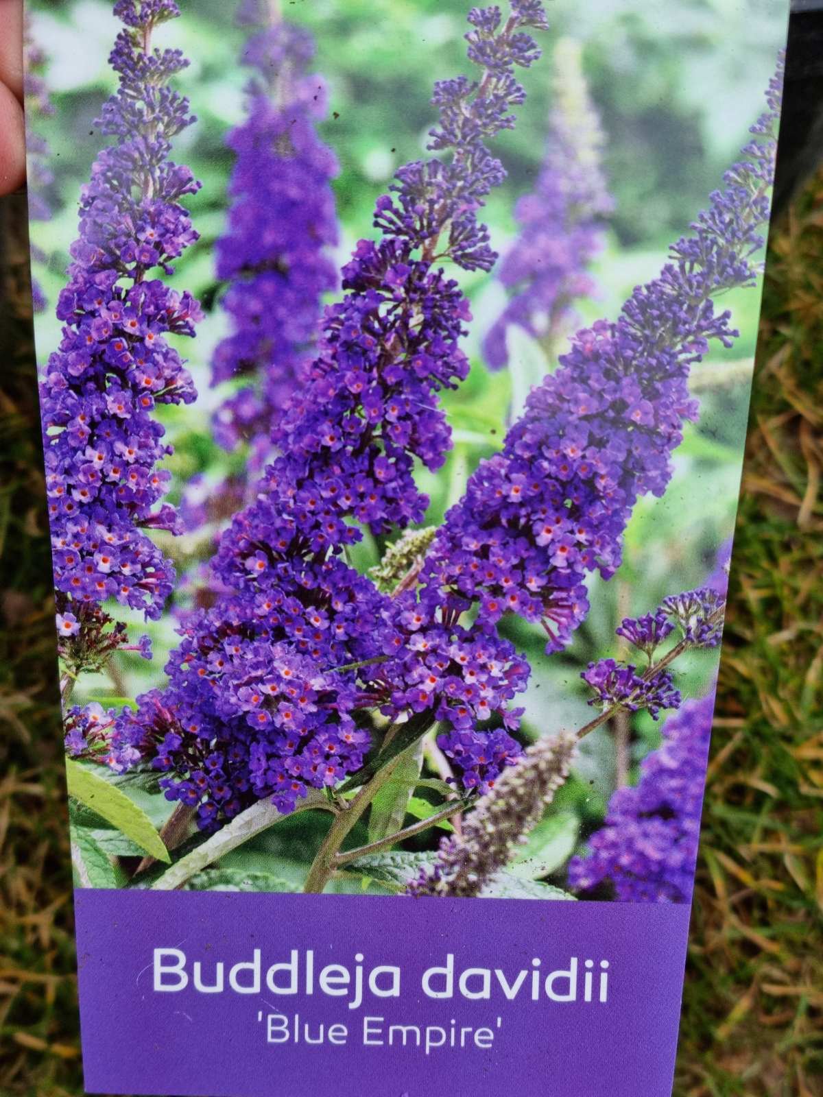 Budlėja Davido (Buddleja davidii) 'Blue Empire'