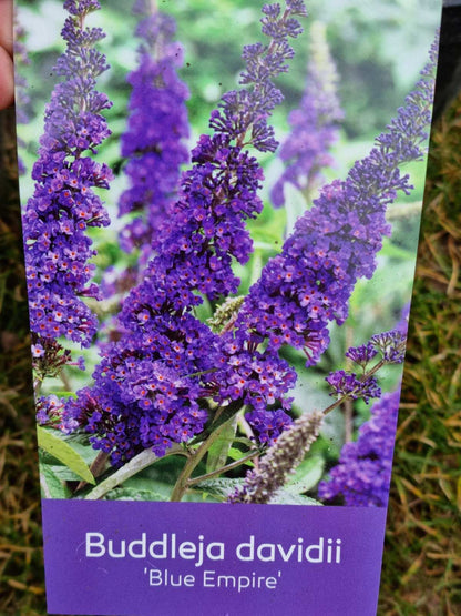 Budlėja Davido (Buddleja davidii) 'Blue Empire'
