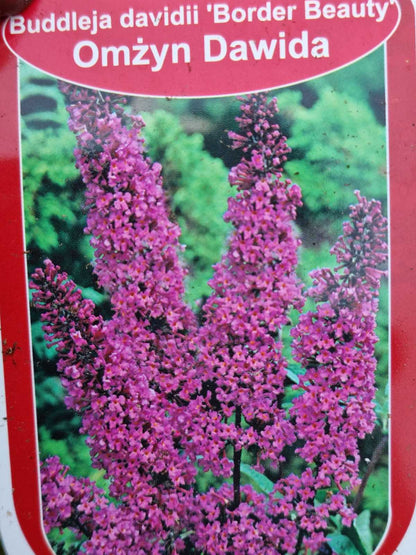 Budlėja Davido (Buddleja davidii) 'Border Beauty'