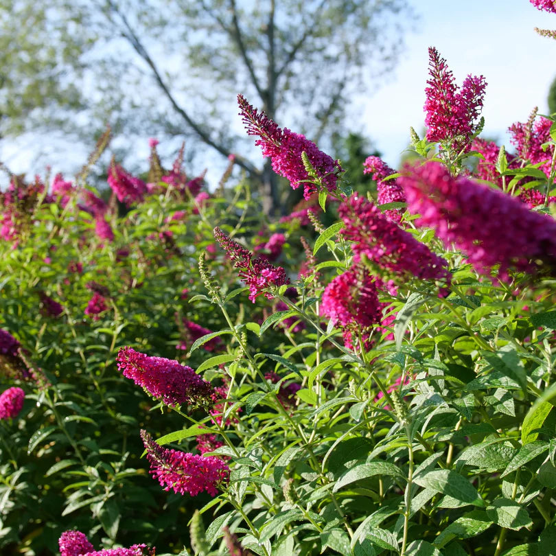 Budlėja Davido (Buddleja davidii) 'Miss Molly’