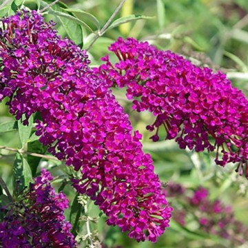 Budlėja Davido (Buddleja davidii) 'Nanho Purple'