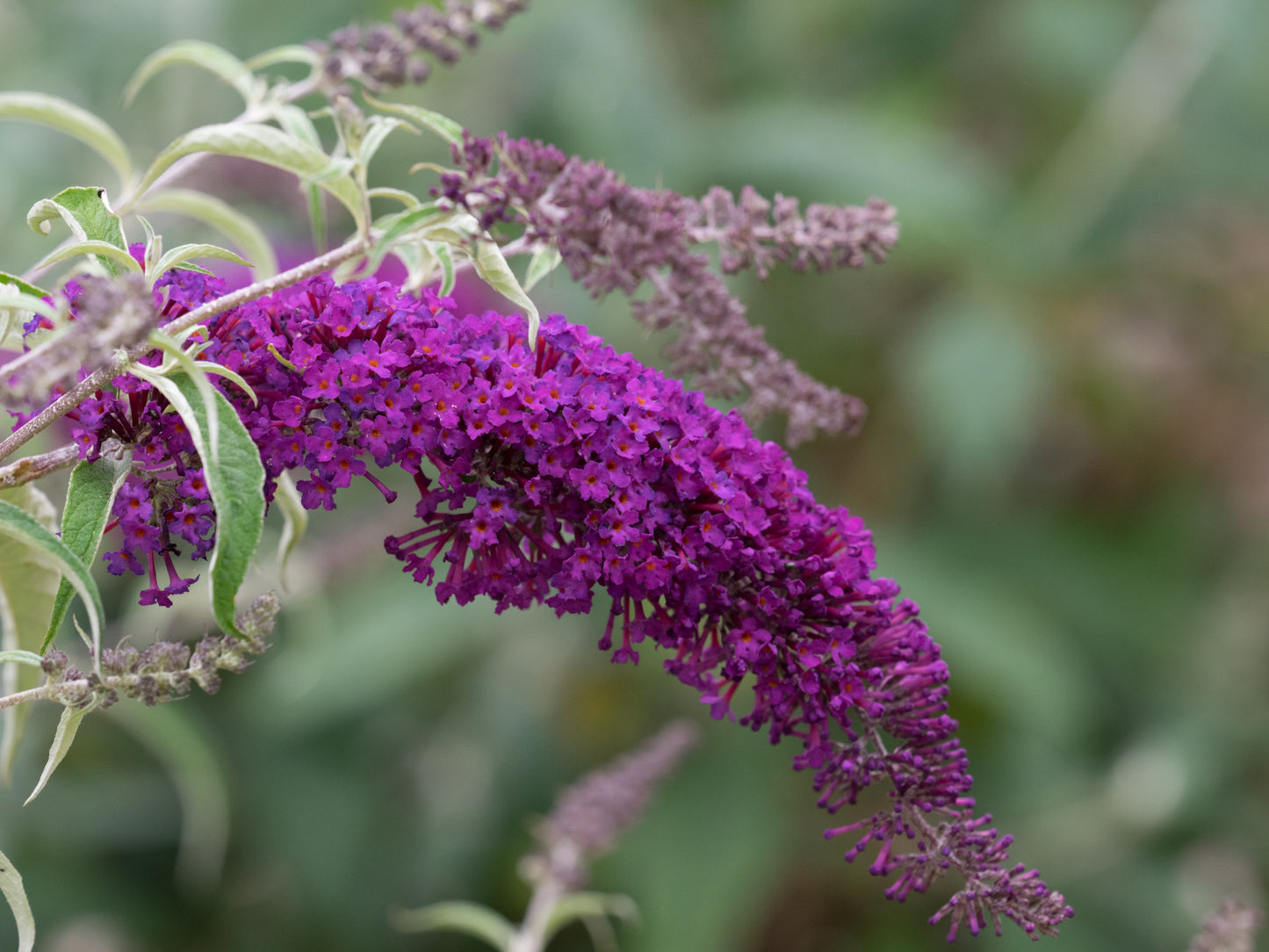 Budlėja Davido (Buddleja davidii) 'Nanho Purple'