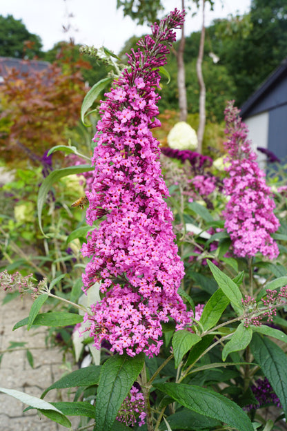 Budlėja Davido (Buddleja davidii) 'Pink Delight'
