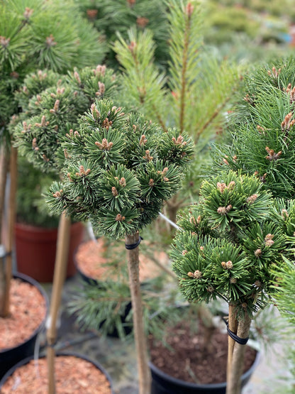 Pušis kalninė (Pinus mugo) 'Sherwood Compact' Pa