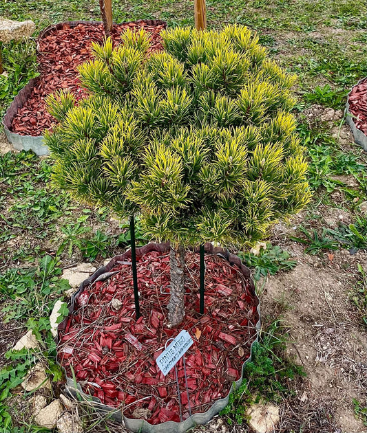 Pušis kalninė (Pinus mugo) 'Carstens Wintergold’ Pa